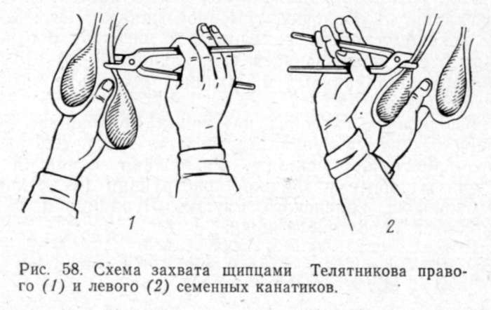 Как самостоятельно зарезать быка и разделать тушу.