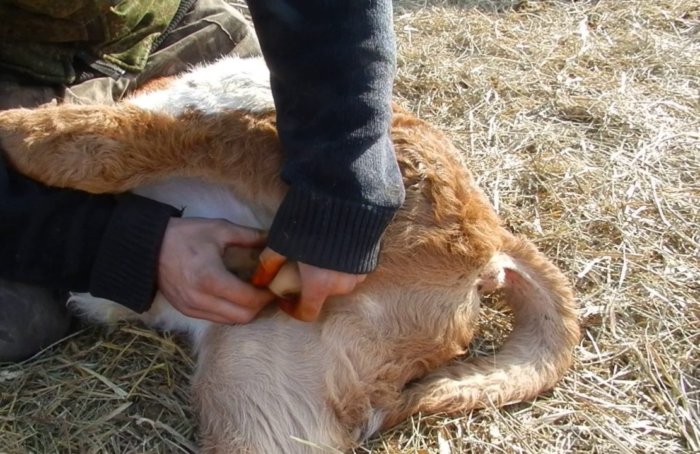 Как самостоятельно зарезать быка и разделать тушу.