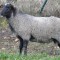 Мясные породы овец, их характеристики и фото