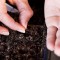 Технология выращивания лука репчатого