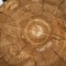 Канадский кедр – элитная древесина