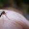 Что делать, если забыл взять на дачу средство от комаров? Народные средства, снимающие зуд