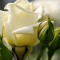 Белые розы фон