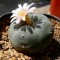 Зацветая лофофора williamsii – кактус пейотля
