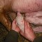 Календарь опороса свиней первый раз, сколько поросят может родить, как узнать, что скоро родит