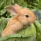 Исследовательский мини – проект “чем заяц отличается от кролика?”