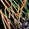 Pinus parviflora – japanese white pines