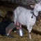 Как запустить и как раздоить козу? режим кормления и доения в эти периоды