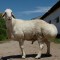 Овцы – гиссарская порода