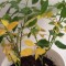 Почему у гиппеаструма не растут и желтеют листья