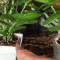 Дендробиум нобиле: проверенный способ размножения благородной орхидеи