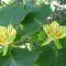 Тюльпановое дерево: описание, особенности посадки и ухода