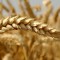 Как правильно прорастить пшеницу для кур-несушек