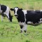 Молочные коровы спать в ферме молочные коровы экономически