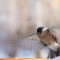 Чем подкормить синичек зимой советы орнитолога. как и чем кормить птиц зимой