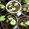 Какие пеларгонии нельзя вырастить из семян в домашних условиях?