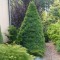 Closeup of spruce seedlings – picea glauca “daisy’s white”