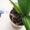 Трипсы на орхидеях: фото, причины появления, борьба с ними, профилактика, а также как избавиться с помощью химических препаратов и бороться народными средствами?