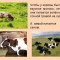 У коров молоко всегда или только когда теленок?