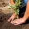 Выращиваем «сару бернар» в саду: особенности посадки и ухода за старинным сортом
