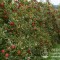 Описание и характеристики сорта яблони хани крисп, особенности выращивания и происхождение. яблоня хани крисп