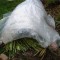 Гортензия древовидная ‘гортензия древовидная `свит аннабель`, hydrangea arborescens `sweet annabel` ‘