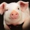 Характеристика специализированных типов и линий свиней отечественной селекции