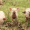Основные ошибки в ветеринарной технологии на участках доращивания и откорма свиней