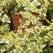 Common green ivy (hedera helix) growing on moss