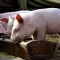 Комбикорм для свиней: состав, рецепты, советы как сделать в домашних условиях. 100 фото и видео лучшего корма для свиней