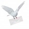 Как почтовые голуби находят адресата?