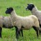Скрещивание с использованием овец романовской породы