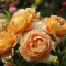 Роза голден селебрейшен (golden selebration): фото и подробное описание сорта, выращивание, уход за цветком, болезни и вредители, использование в ландшафтном дизайне