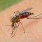 В Мексике отпугивают комаров очень просто – бесплатный и эффективный способ