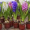 Гиацинт: как ухаживать за цветком в домашних условиях