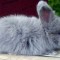 Ангорские кролики (7 фотографий)