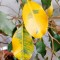 Почему желтеют и опадают листья у фикуса