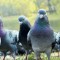 Как отпугнуть и избавиться от голубей: советы и фото
