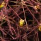 Скумпия кожевенная/cotinus coggygria, фото, описание, условия выращивания, уход