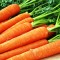 Как правильно посадить в огороде морковку: секреты садовода