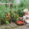4 правила ухода за помидорами в открытом грунте