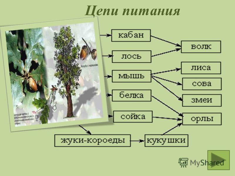 Цепи питания леса 4 класс окружающий. Цепи питания. Пищевая цепочка.