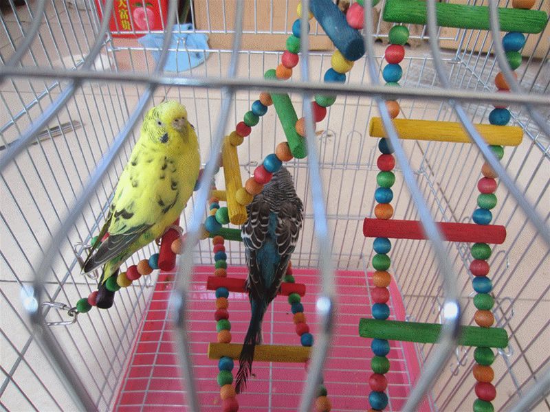 Лестница в клетке попугая