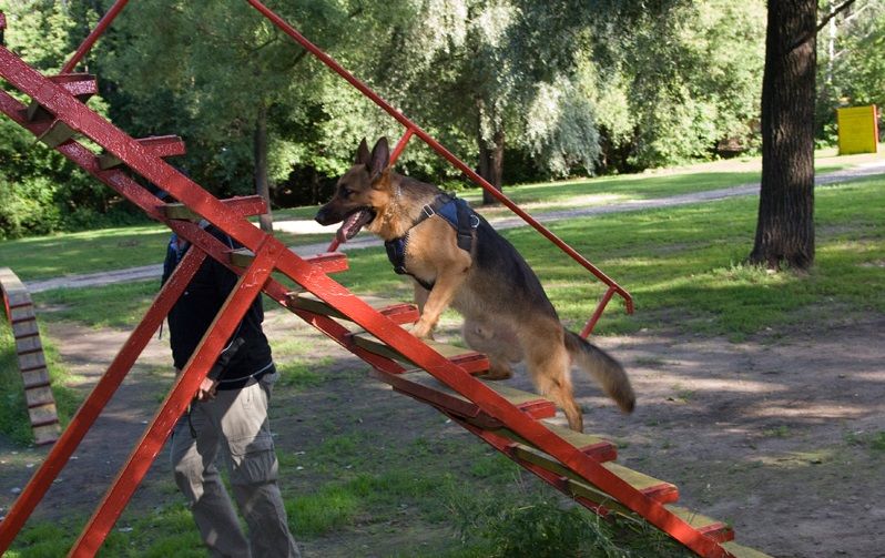 Собакам занимается на тренировочной лестнице