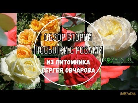 Розы овчаровой. Розы из питомника Сергея Овчарова. Питомник роз Сергея Овчарова на весну 2021. Питомник Сергея Овчарова саженцы роз каталог 2021. Питомник роз Сергея Овчарова каталог на весну 2021.