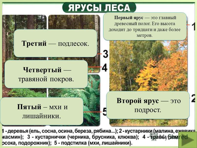 Какие условия в лесу. Представители 5 яруса лиственного леса. Ярусность леса. Перечислите ярусы леса. Ярусы леса растения.