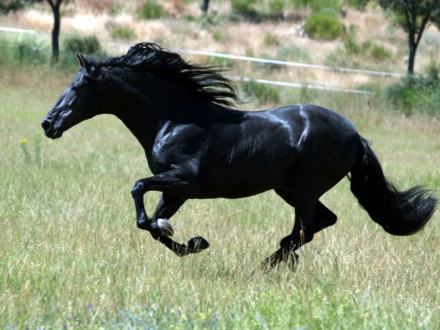 Черный про лошадей. Лошадь гнедой Мустанг. Пегий Мустанг. Чистокровный Мустанг. Чистокровный Мустанг лошадь.