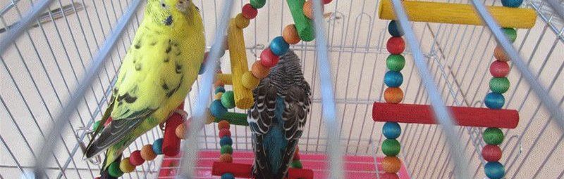 Лестница в клетке попугая